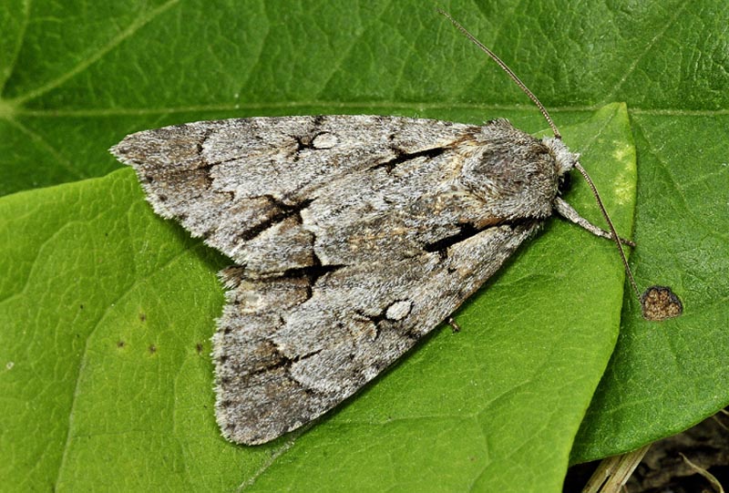 Acronicta sp